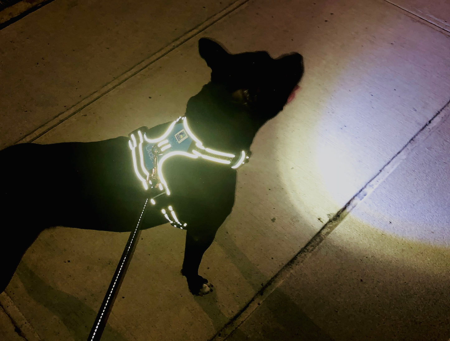 Headlight Harness, Dog/Cat LED  Dog Harness