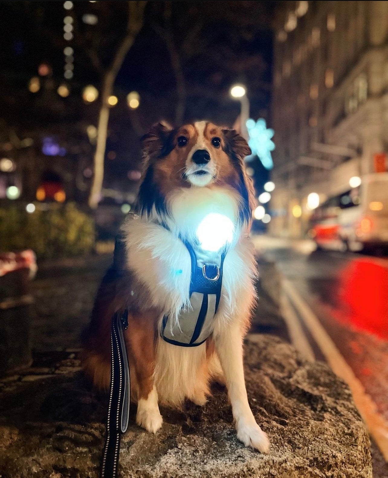 Headlight Harness, Dog/Cat LED  Dog Harness