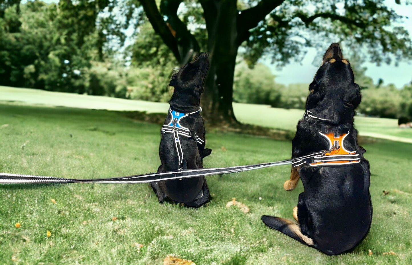 Headlight Harness 2 Dog Reflective Double Dog Leash