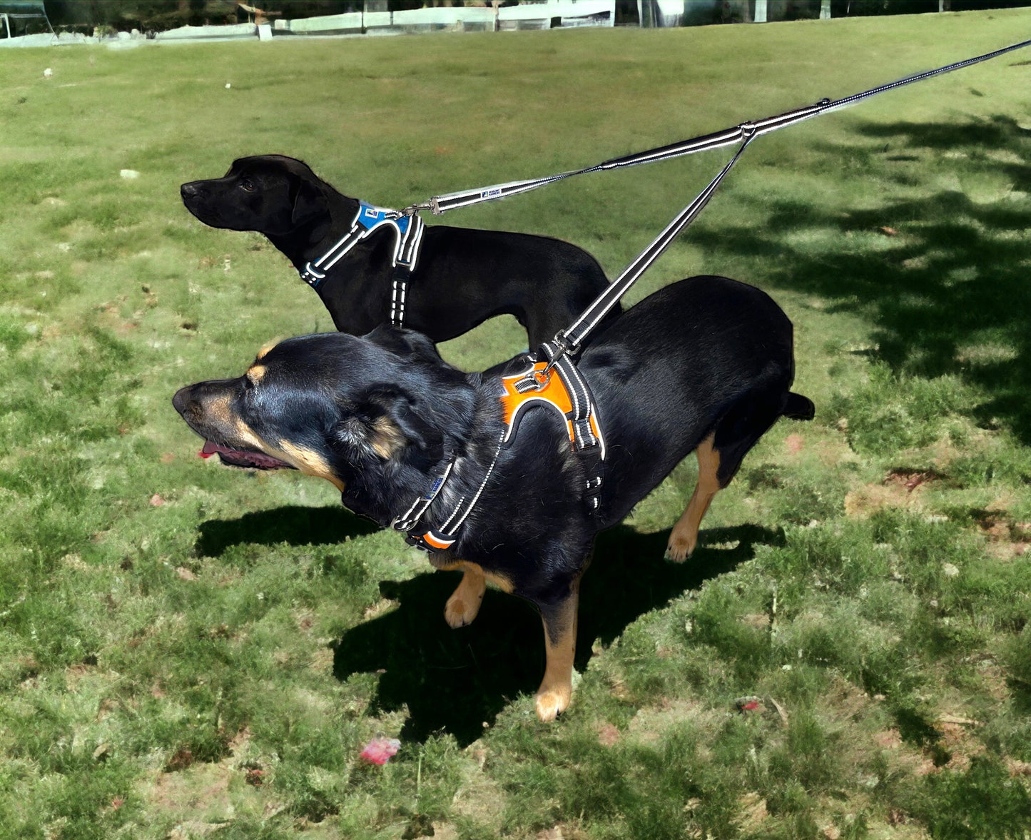 Headlight Harness 2 Dog Reflective Double Dog Leash