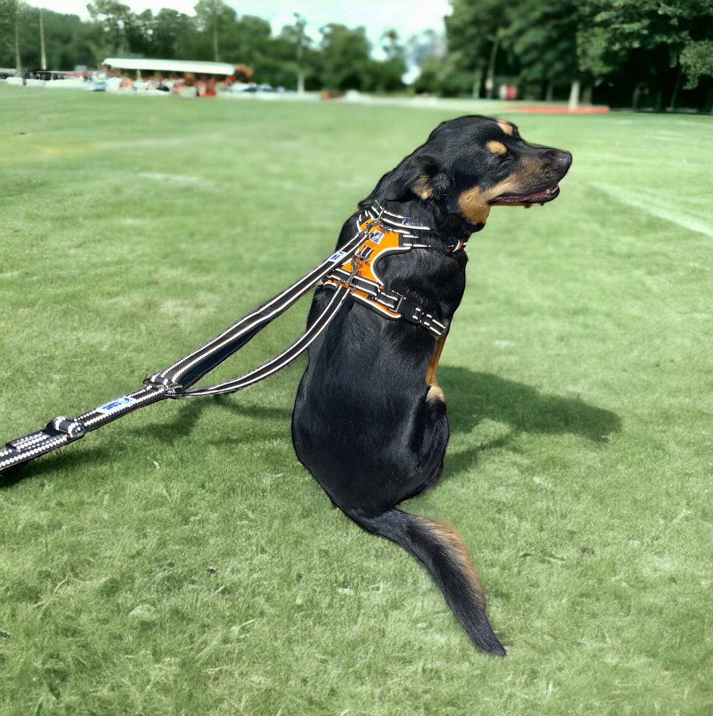 Headlight Harness 2 Dog Reflective Double Dog Leash