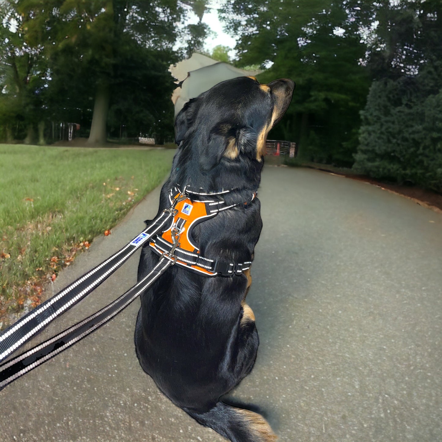 Headlight Harness 2 Dog Reflective Double Dog Leash