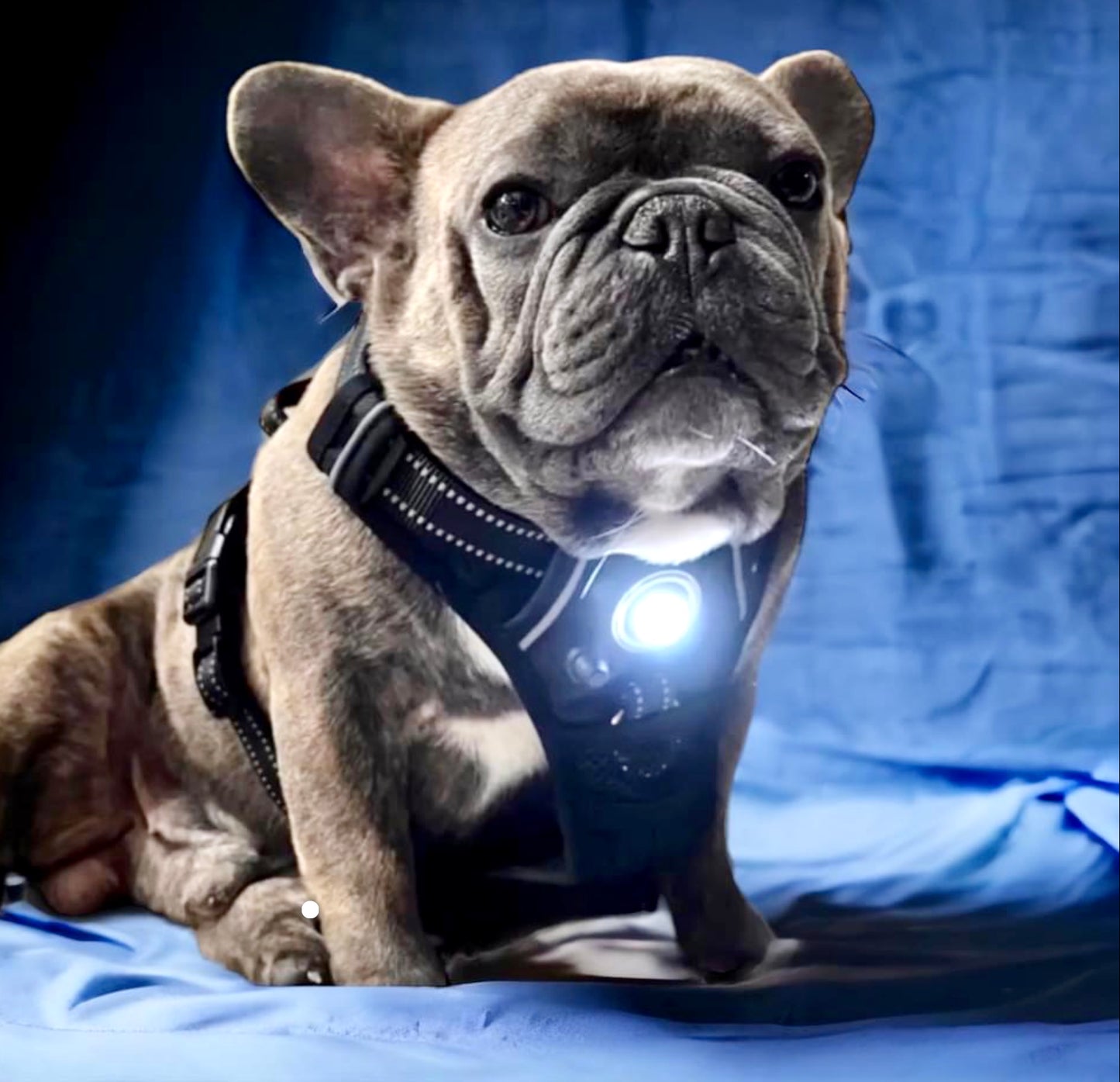 Headlight Harness, Dog/Cat LED  Dog Harness