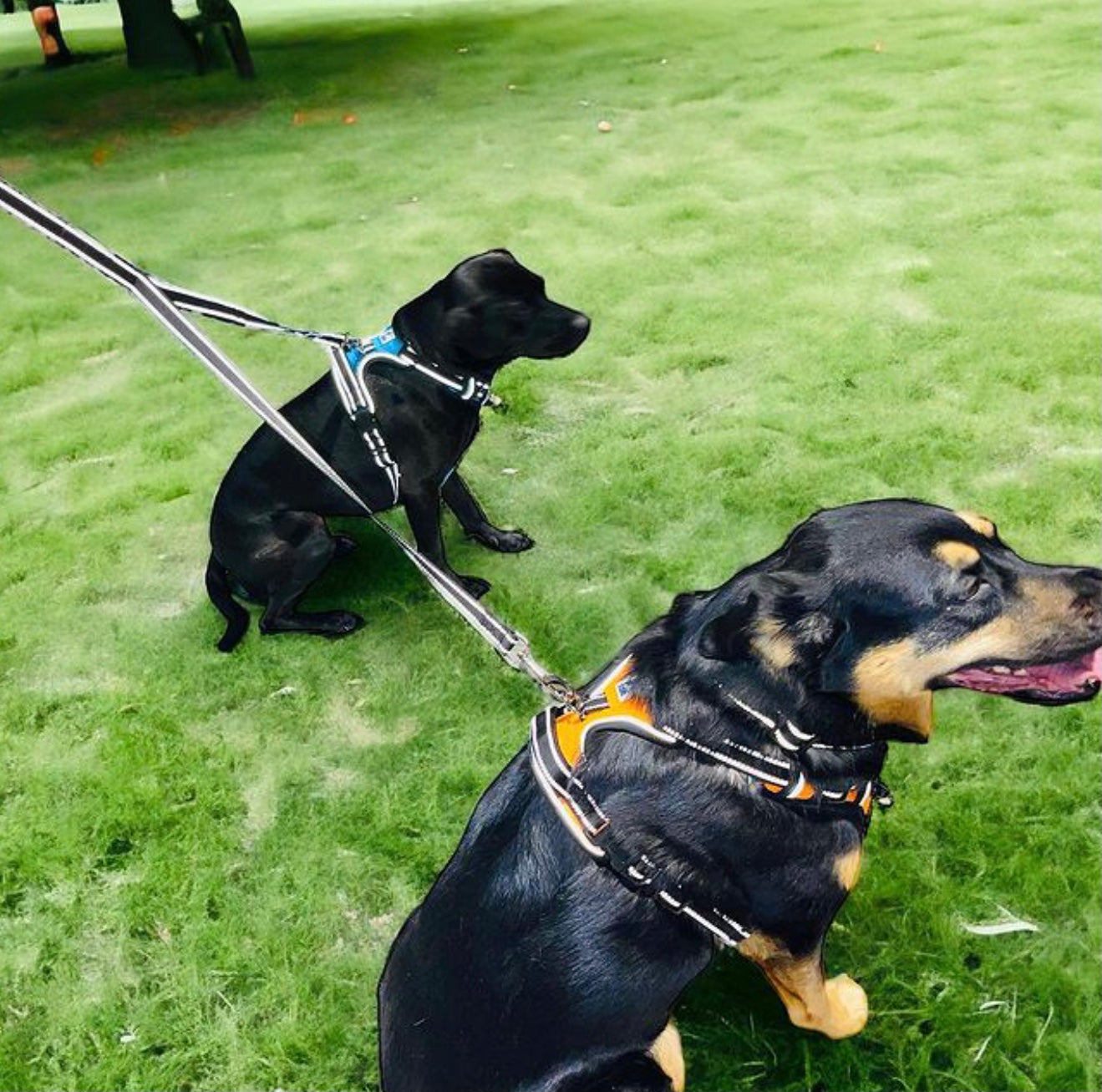 Headlight Harness 2 Dog Reflective Double Dog Leash