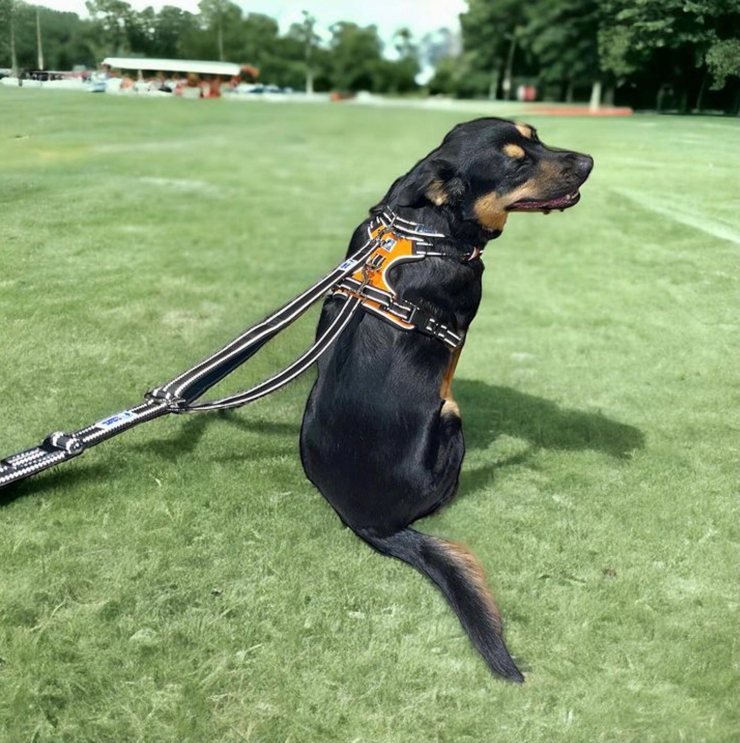 Headlight Harness 2 Dog Reflective Double Dog Leash
