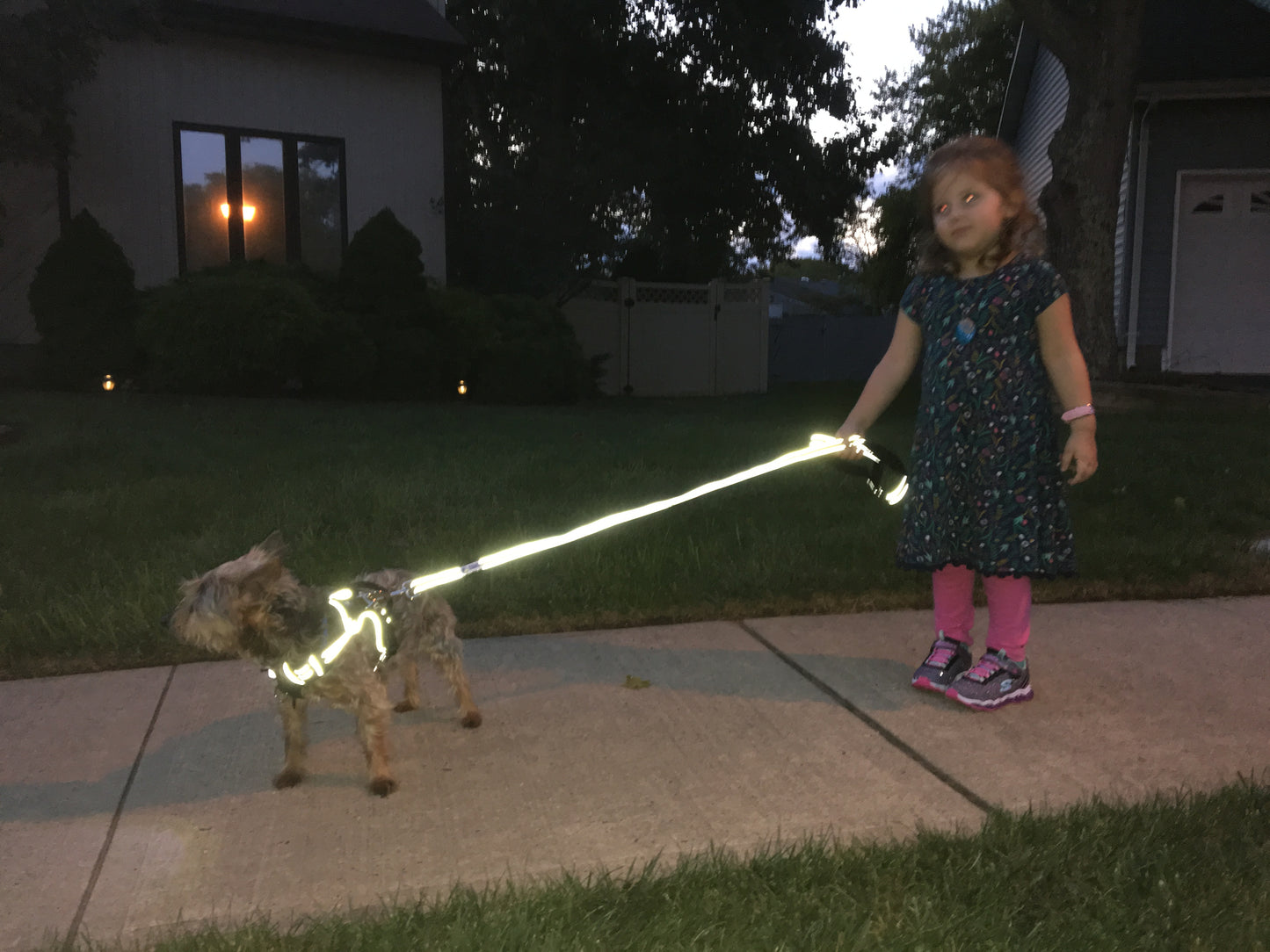Headlight Harness Reflective Leash