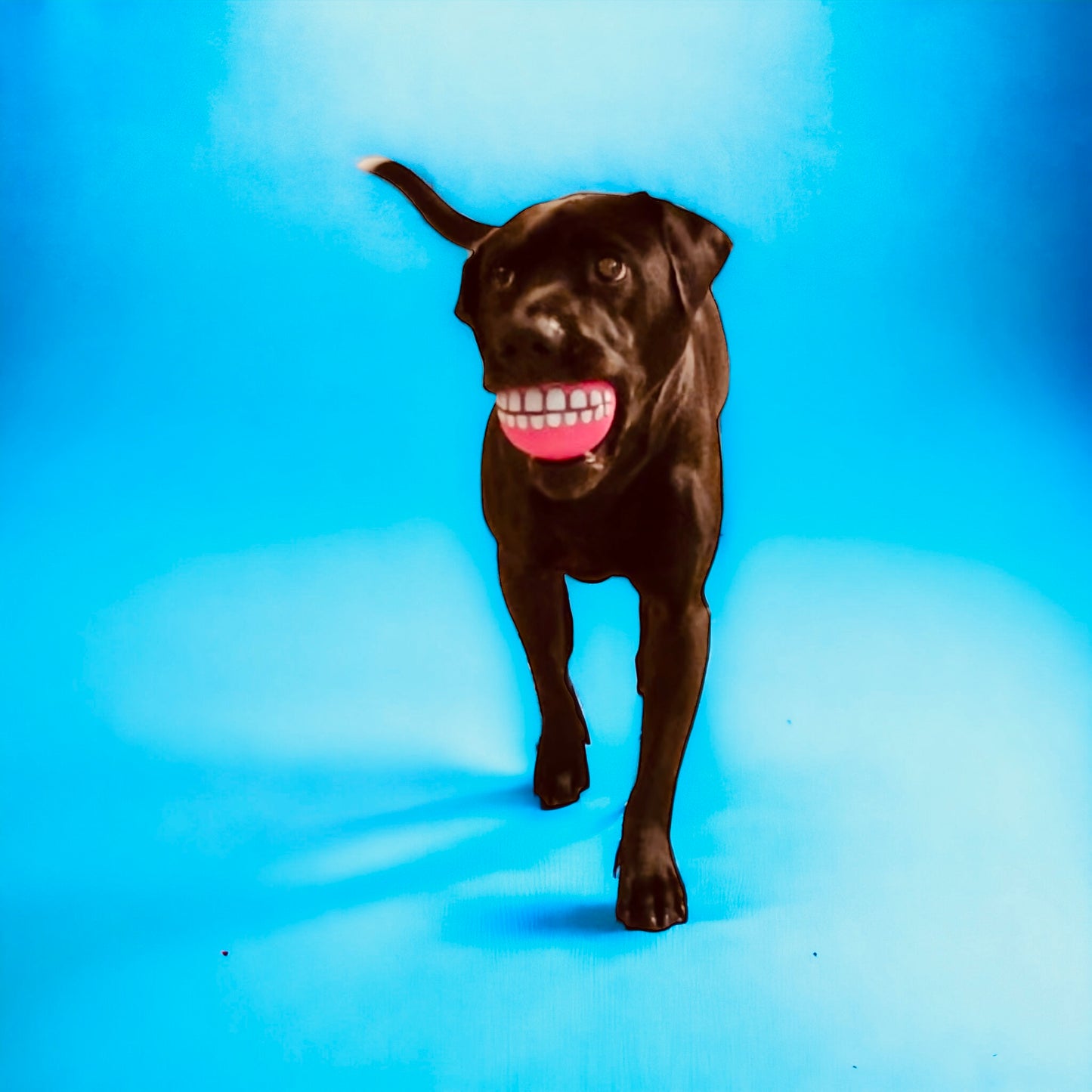 Smile Squeak Dog Ball