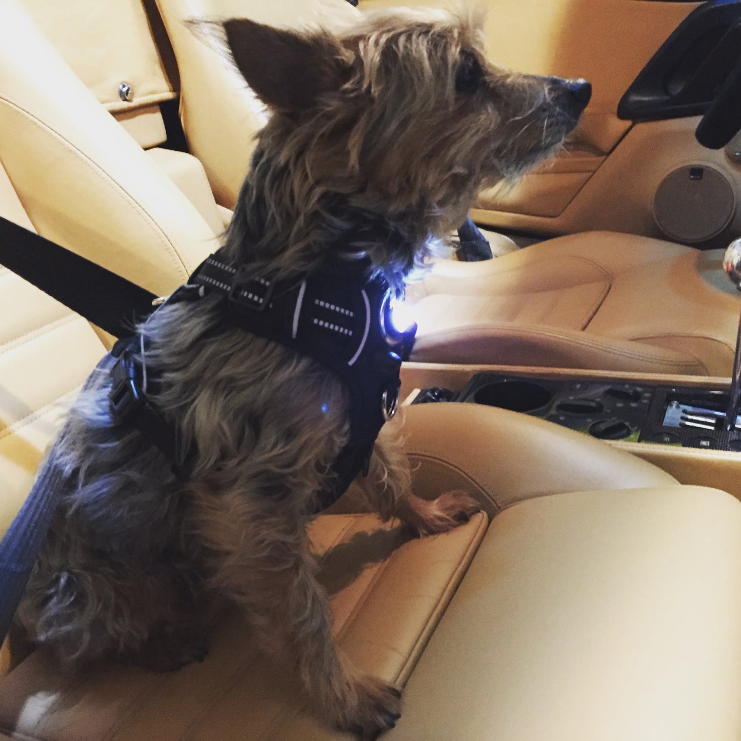 Headlight Harness