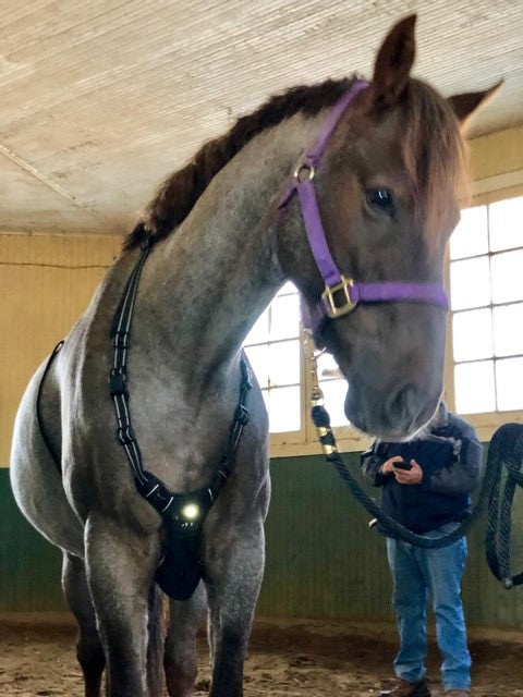 Headlight Harness for Horses