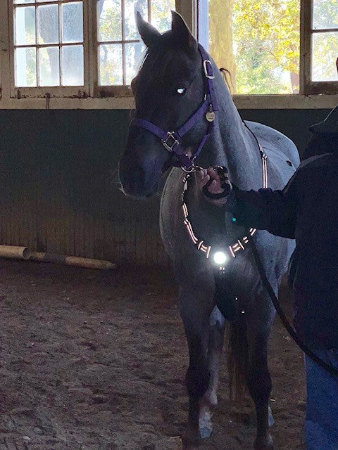 Headlight Harness for Horses