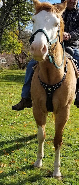 Headlight Harness for Horses