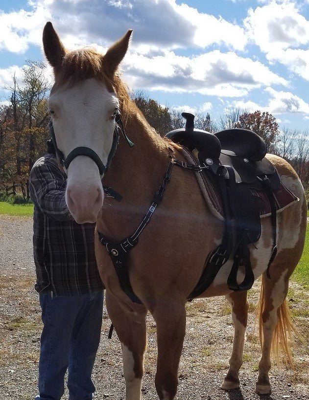 Headlight Harness for Horses