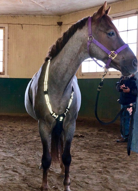 Headlight Harness for Horses