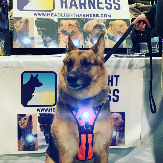 Choosing the RIGHT Harness for your Dog?