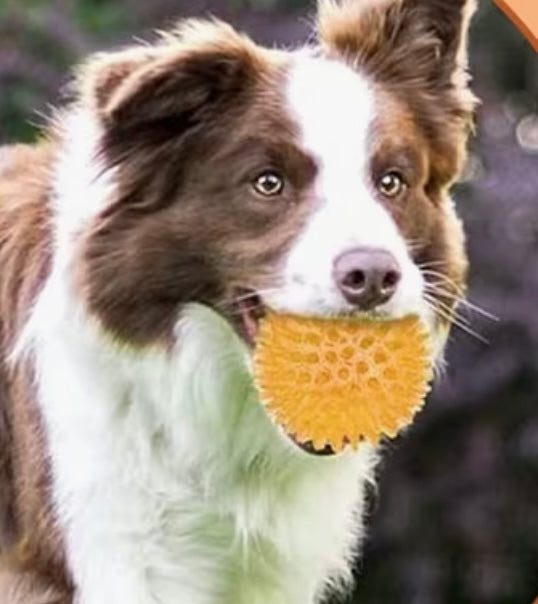 Durable Squeaky Balls