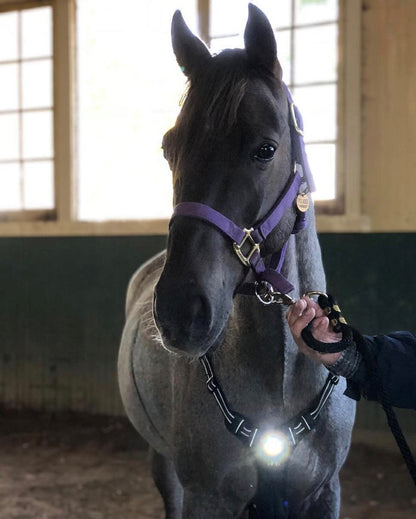Headlight Harness for Horses